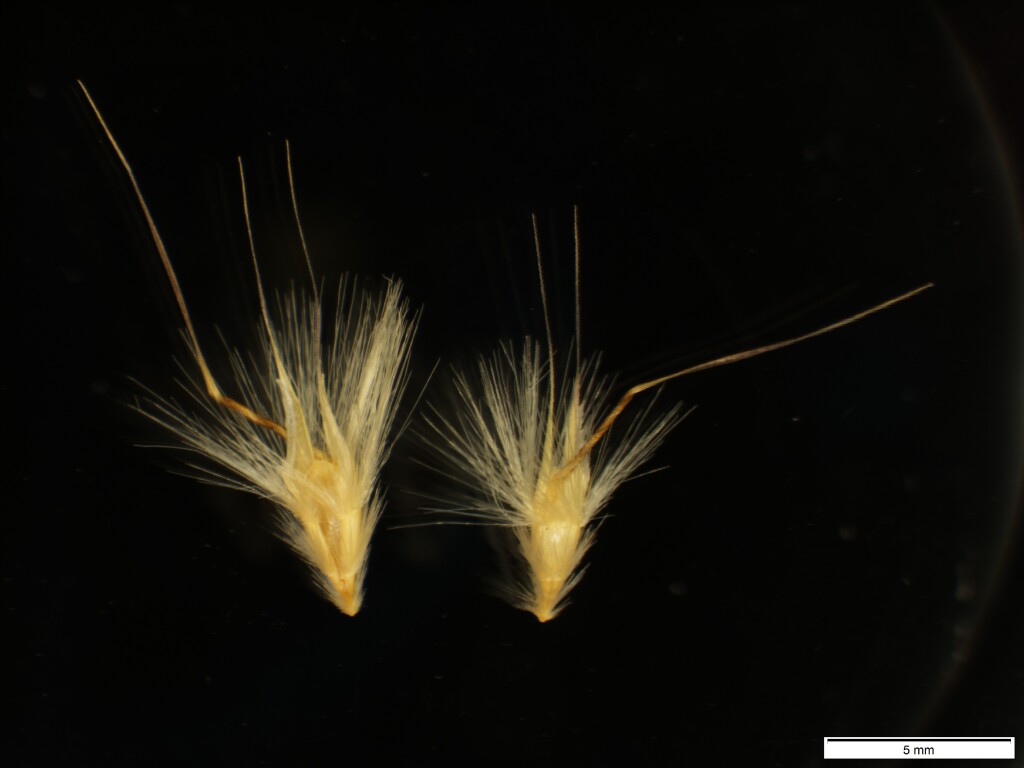 Rytidosperma erianthum (hero image)