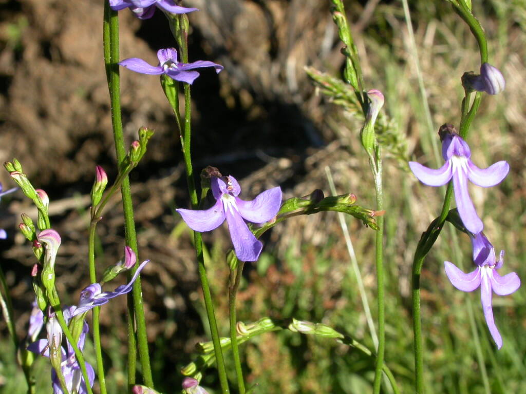 Lobelia simplicicaulis (hero image)
