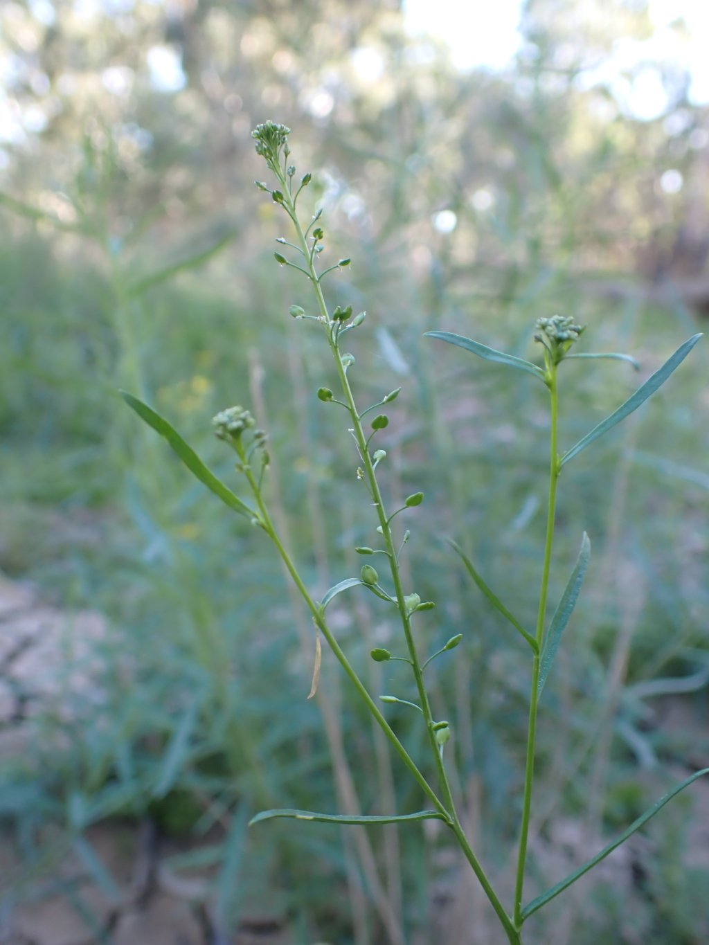 Lepidium pseudohyssopifolium (hero image)