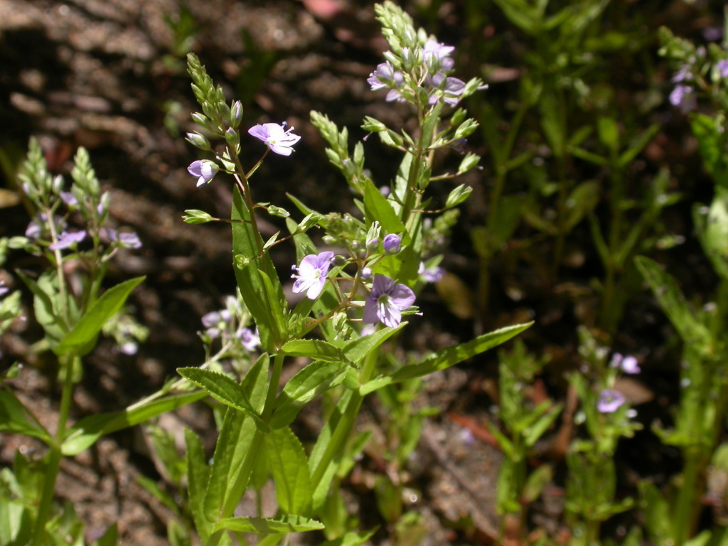 Veronica anagallis-aquatica (hero image)