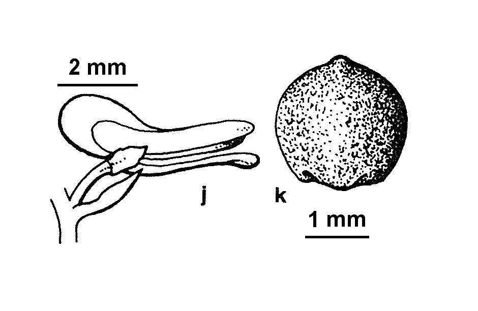 Fumaria parviflora (hero image)