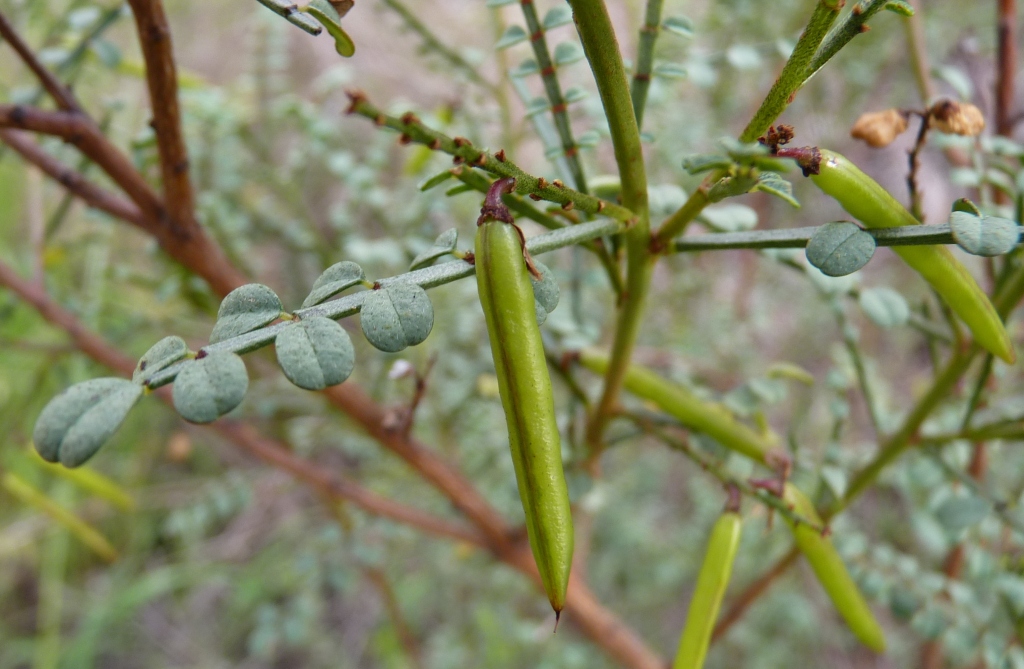 Indigofera adesmiifolia (hero image)