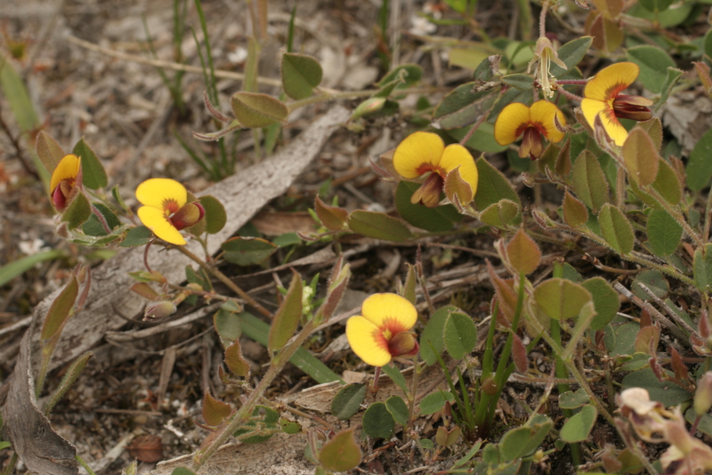 Bossiaea prostrata (hero image)