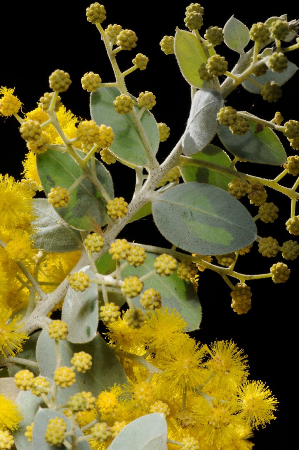 Acacia podalyriifolia (hero image)