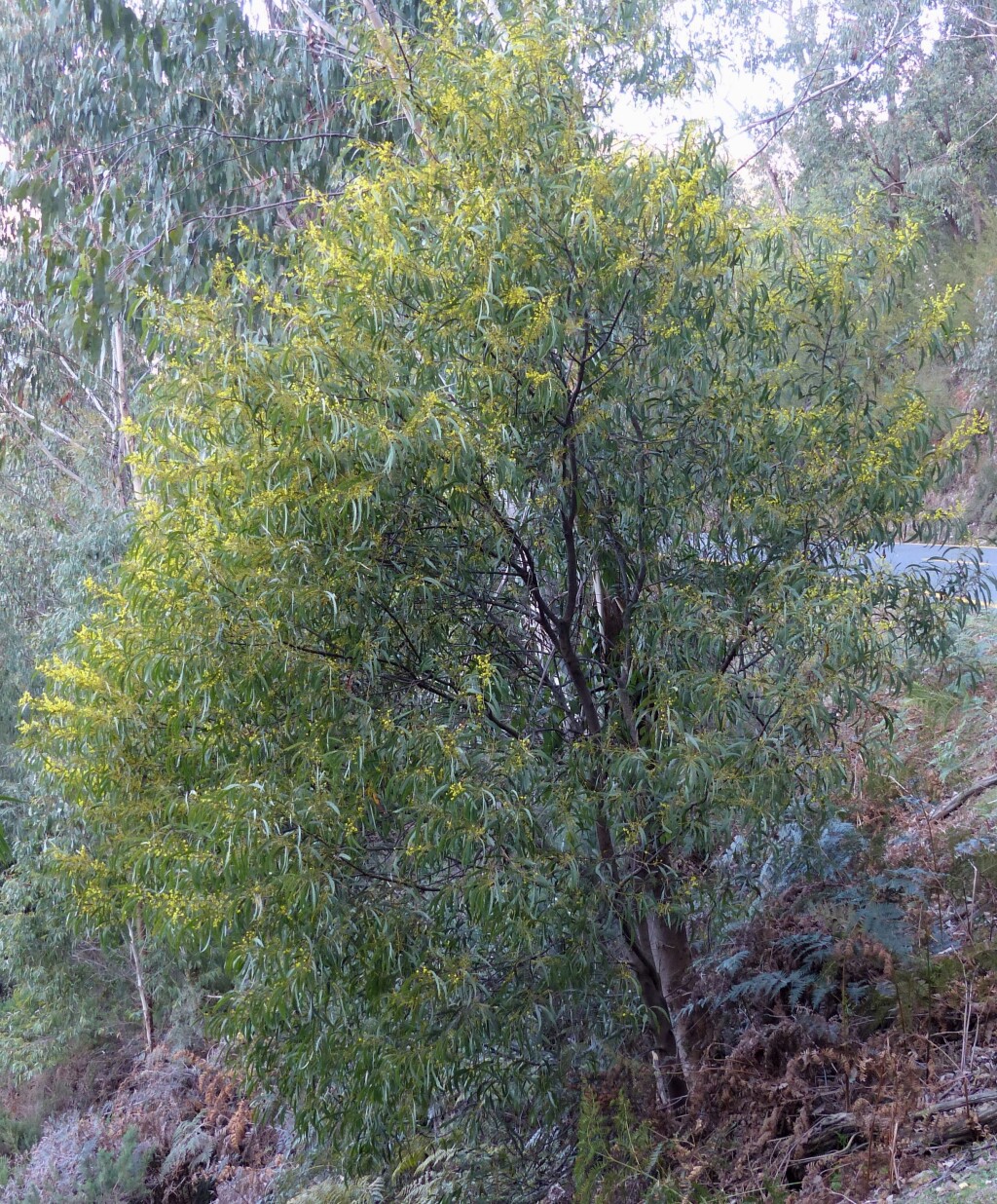 Acacia rubida (hero image)