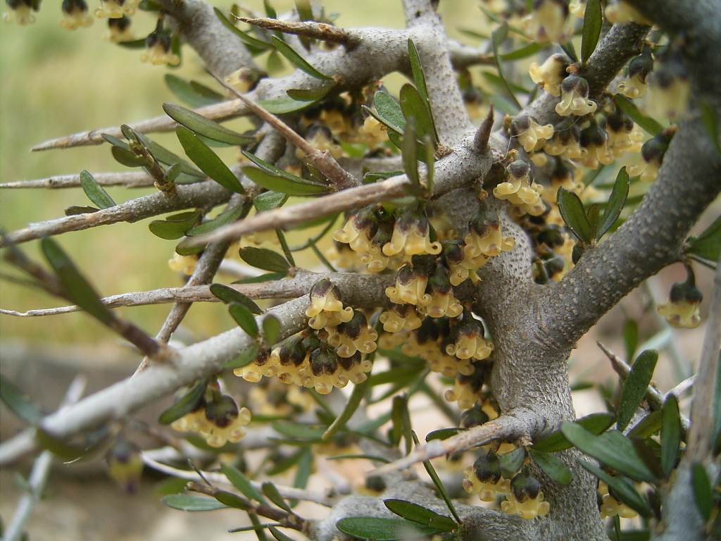 Melicytus angustifolius subsp. divaricatus (hero image)