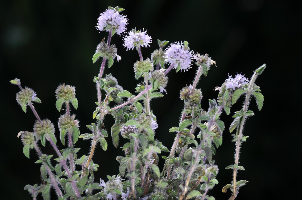 Mentha pulegium (hero image)