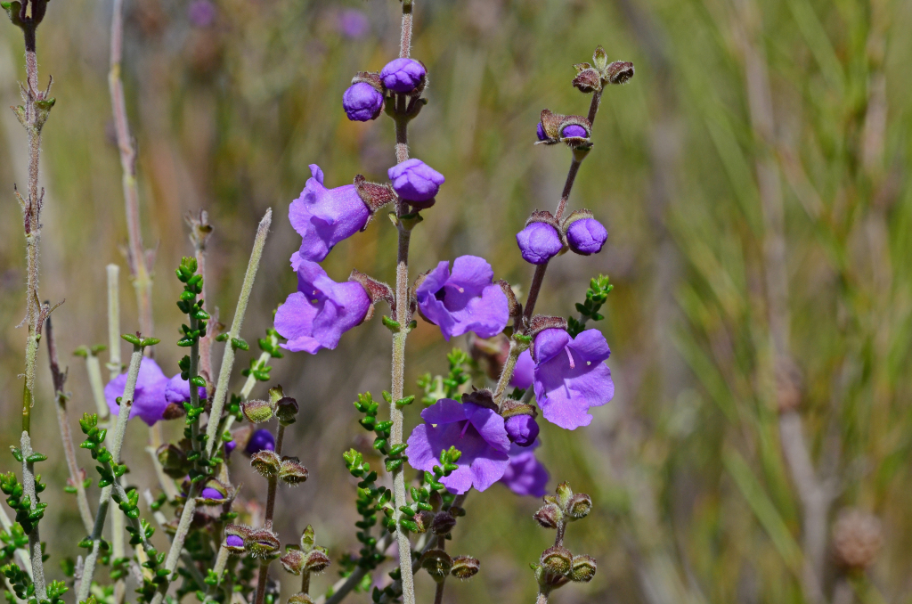 Prostanthera denticulata (hero image)