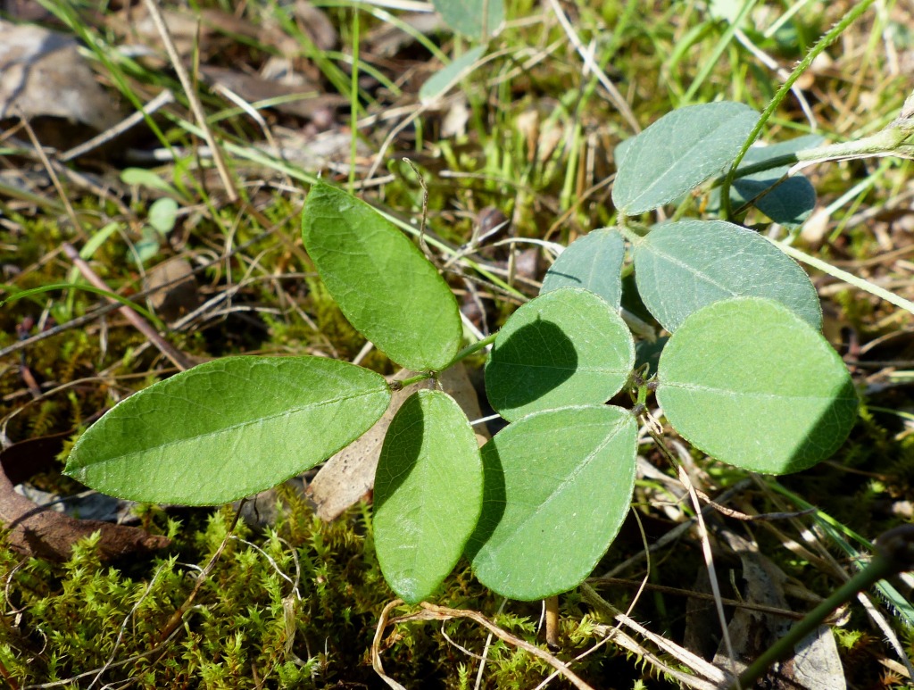 Glycine tabacina (hero image)