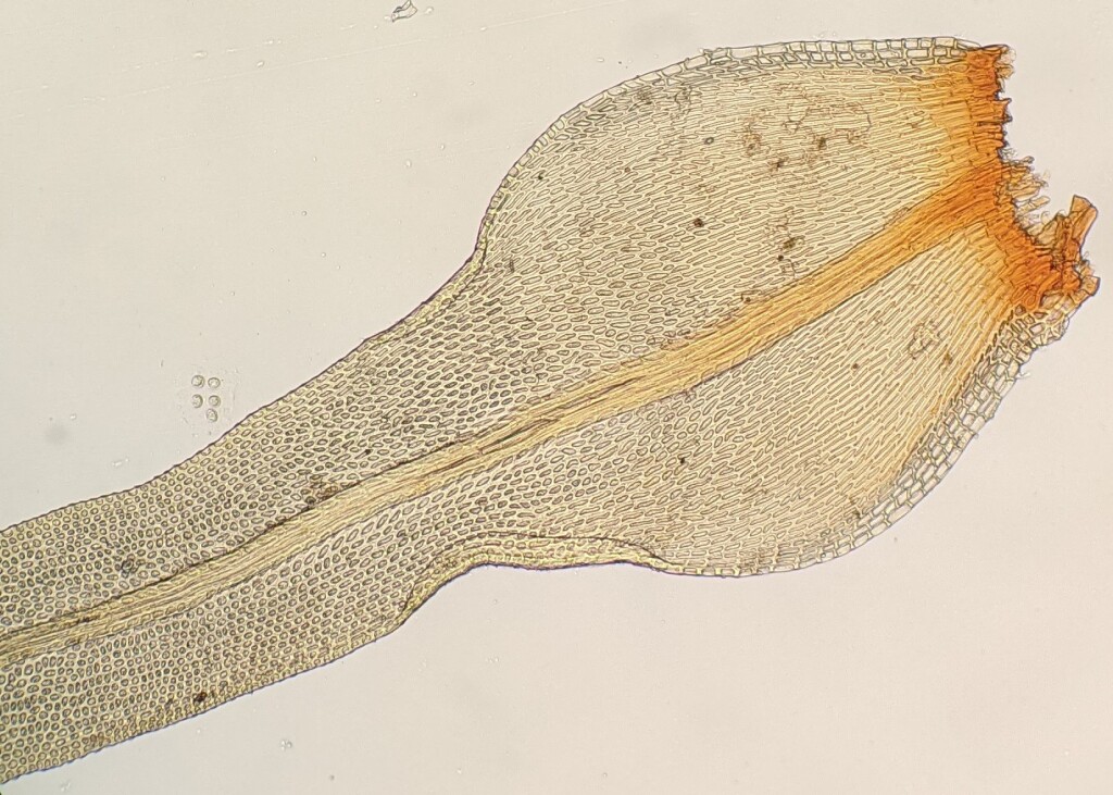 Ulota lutea (hero image)