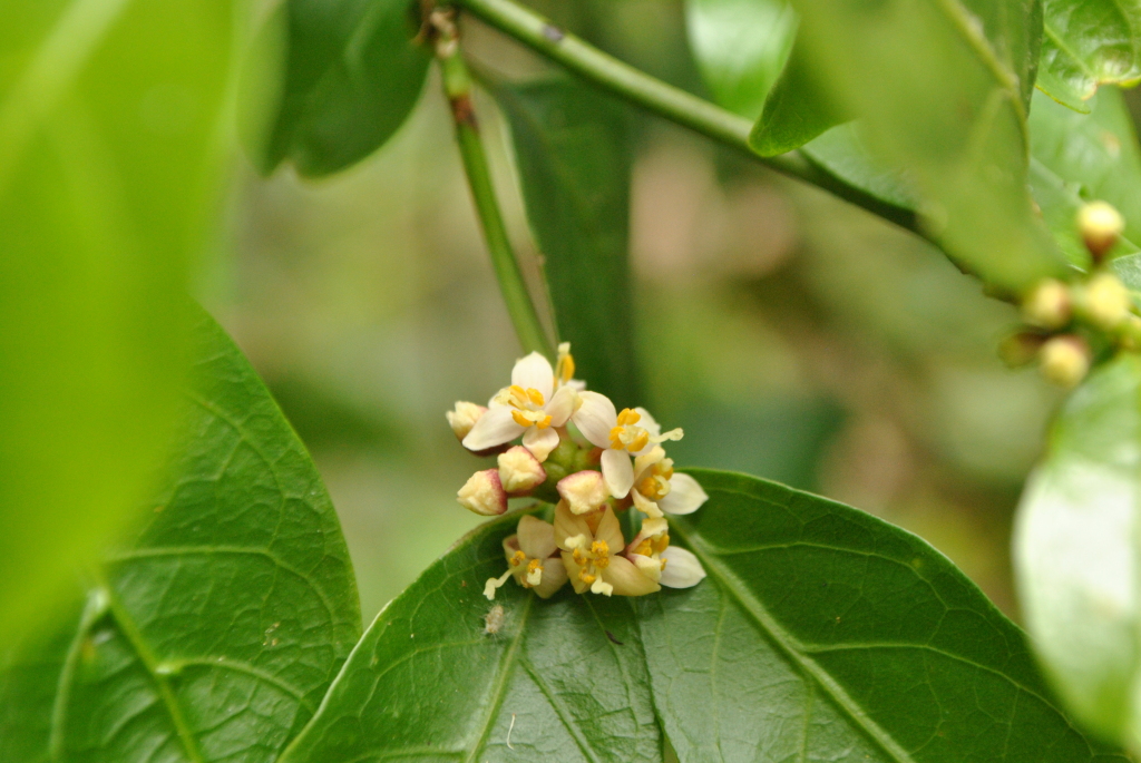 Gynochthodes jasminoides (hero image)