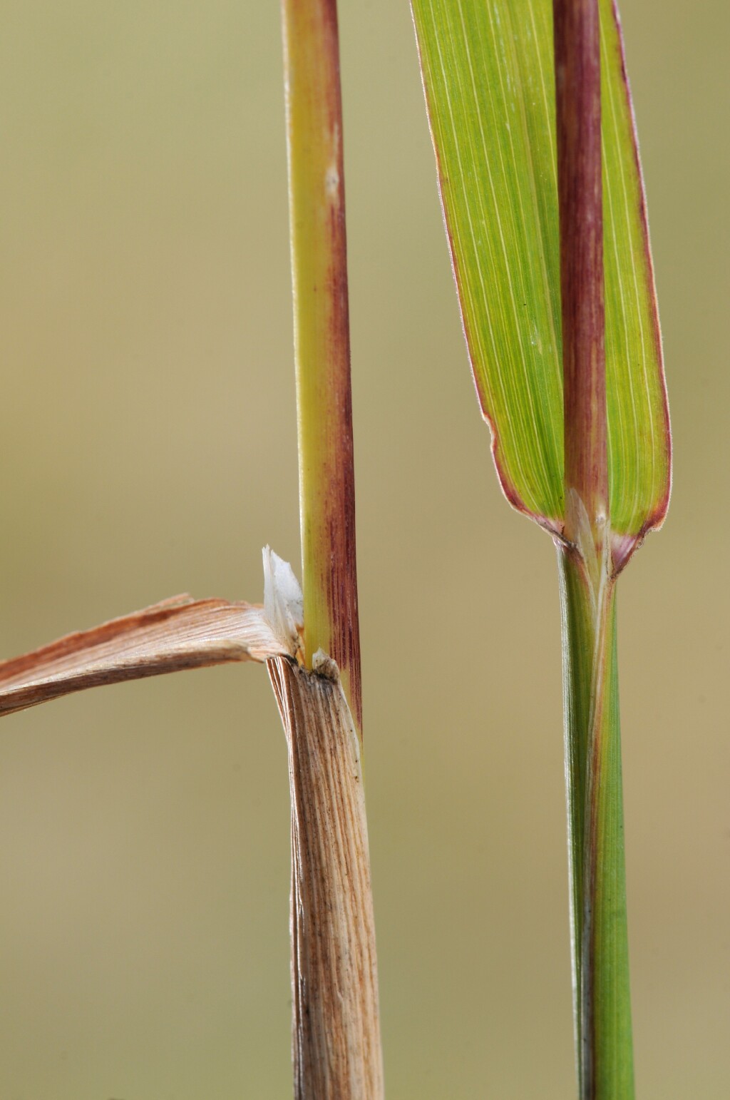 Phleum (hero image)