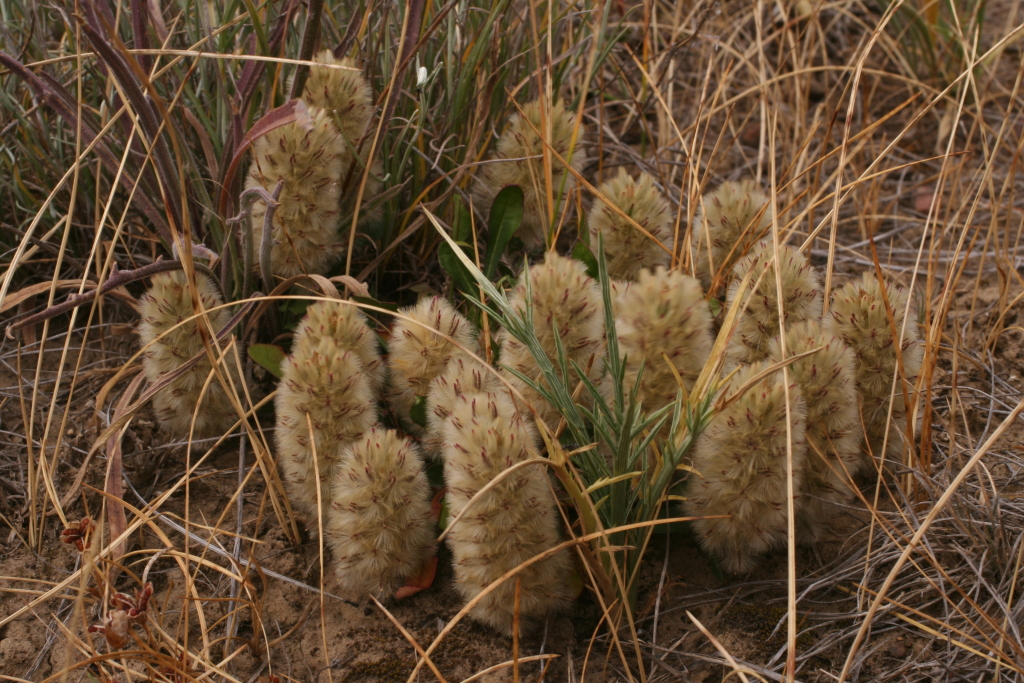 Ptilotus spathulatus (hero image)