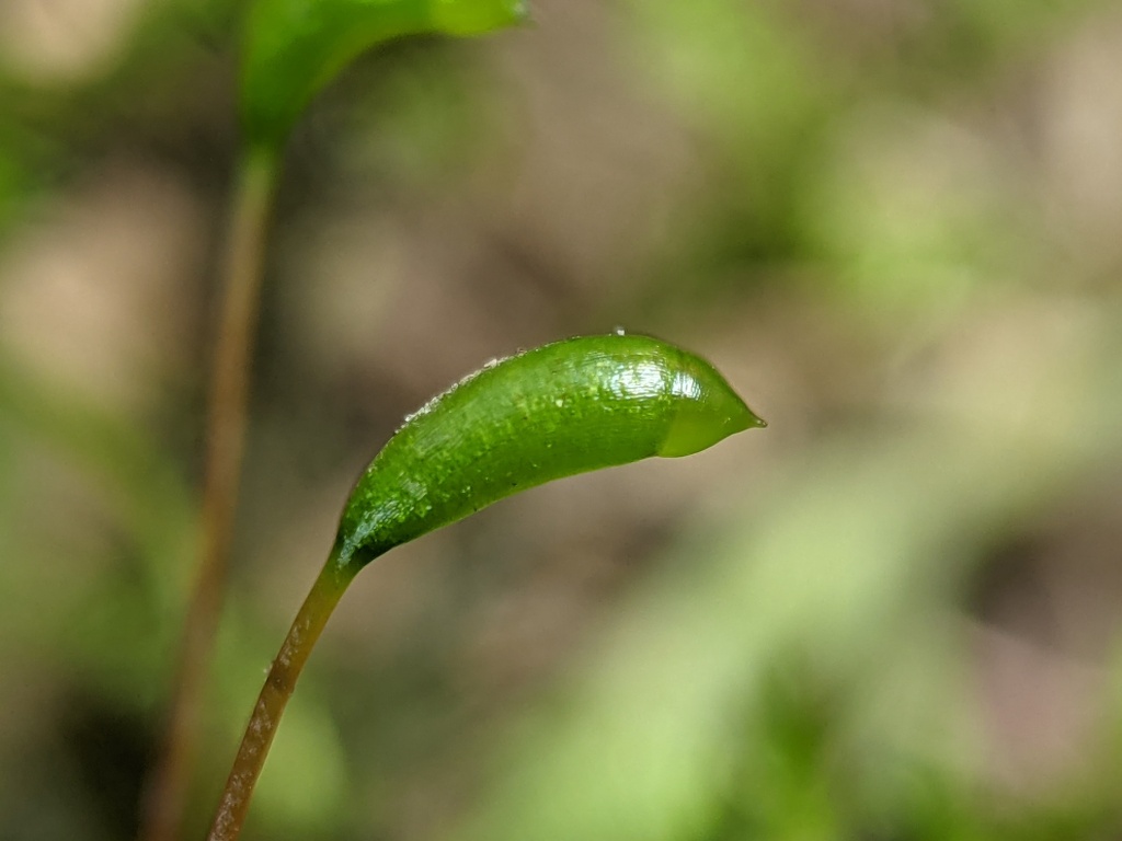 Leptodictyum riparium (hero image)