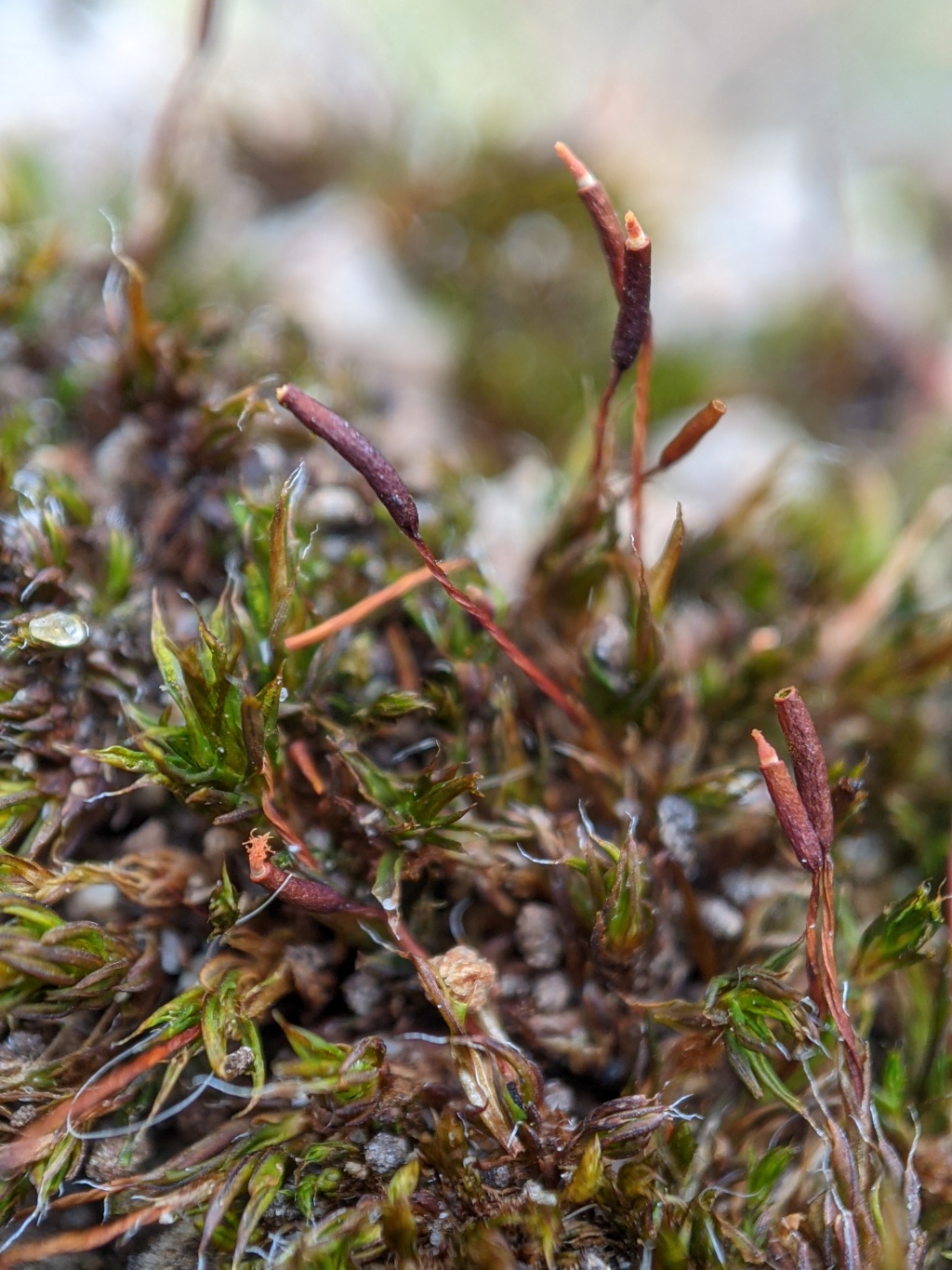 Syntrichia papillosa (hero image)