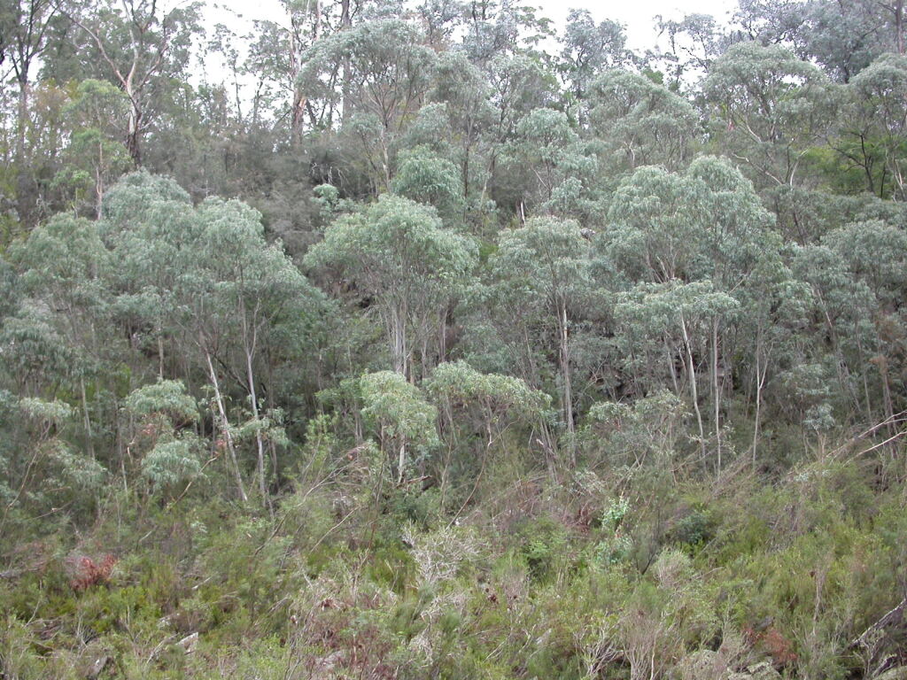 Eucalyptus ornans (hero image)