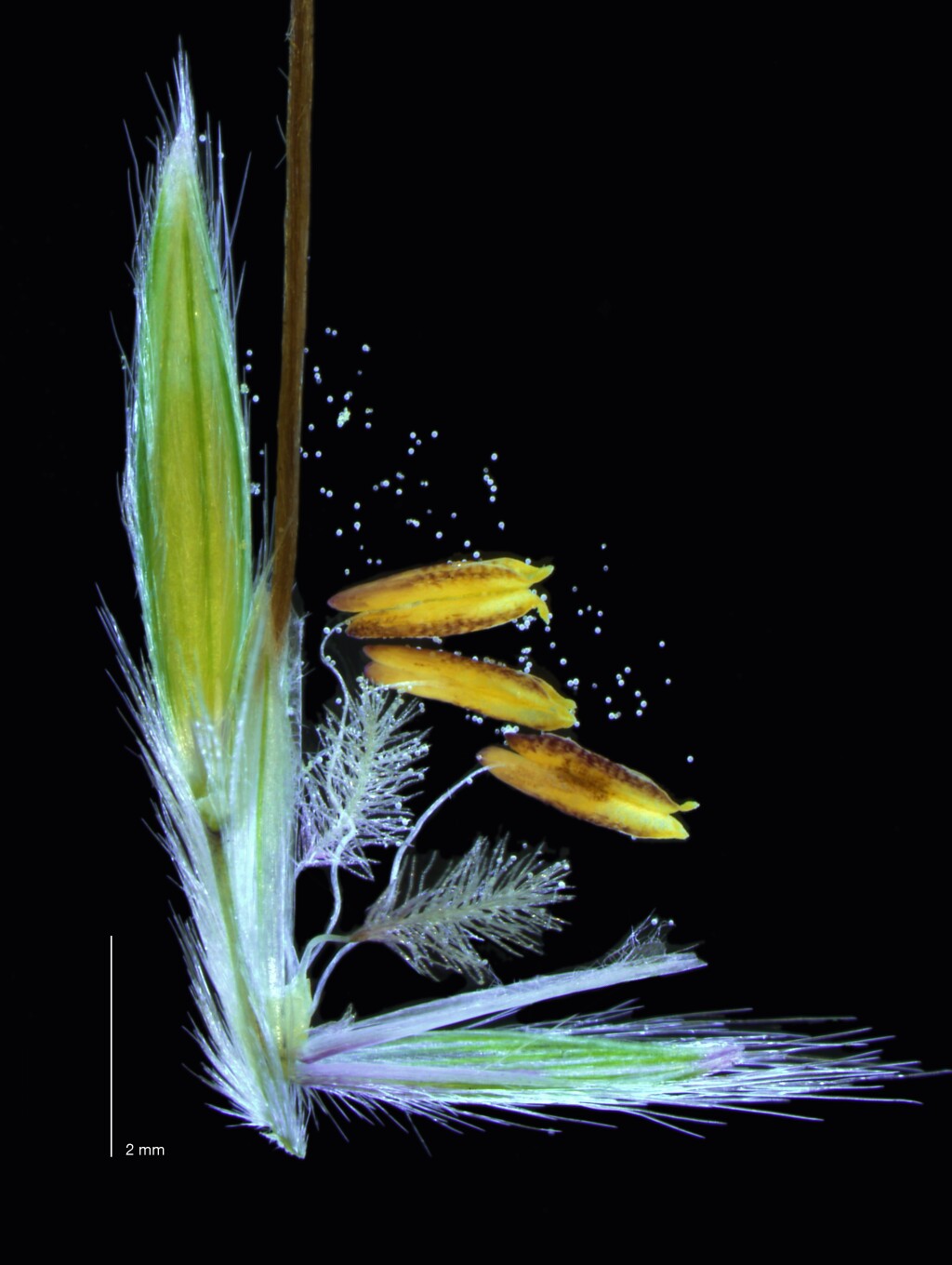 Hyparrhenia hirta (hero image)