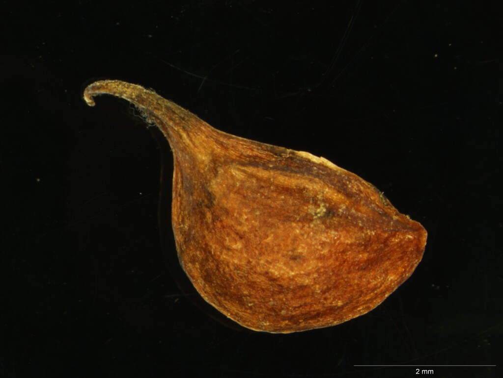 Ranunculus eichlerianus (hero image)