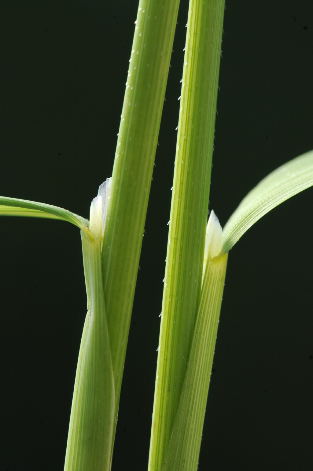 Leersia hexandra (hero image)