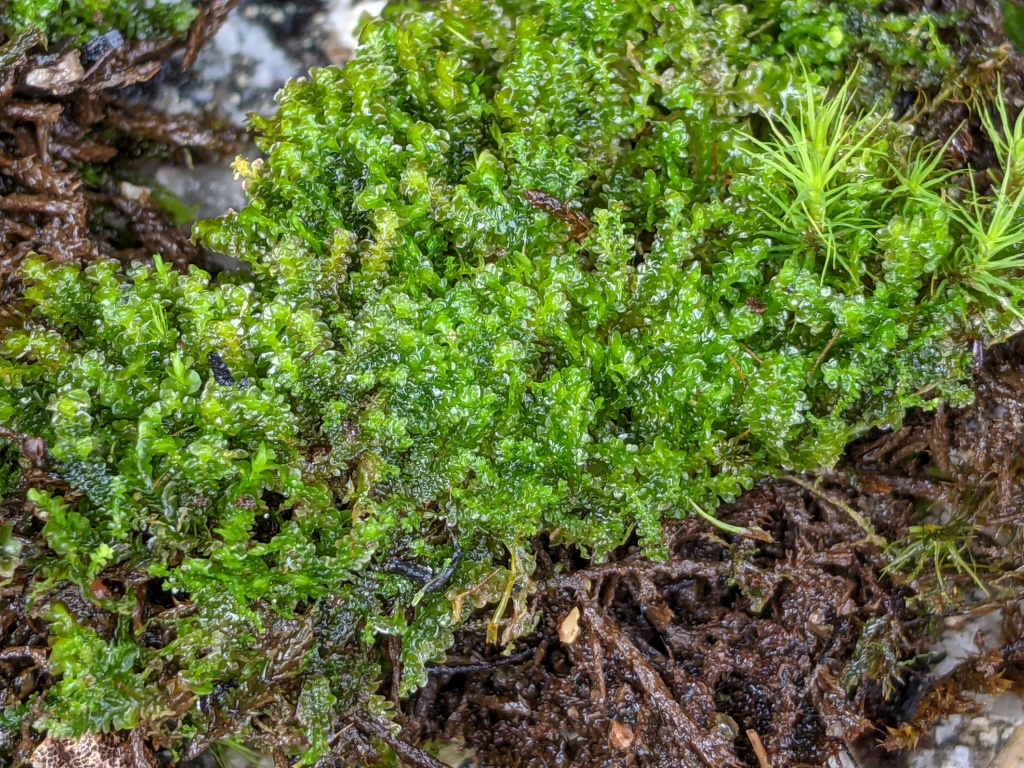 Diplophyllum (hero image)