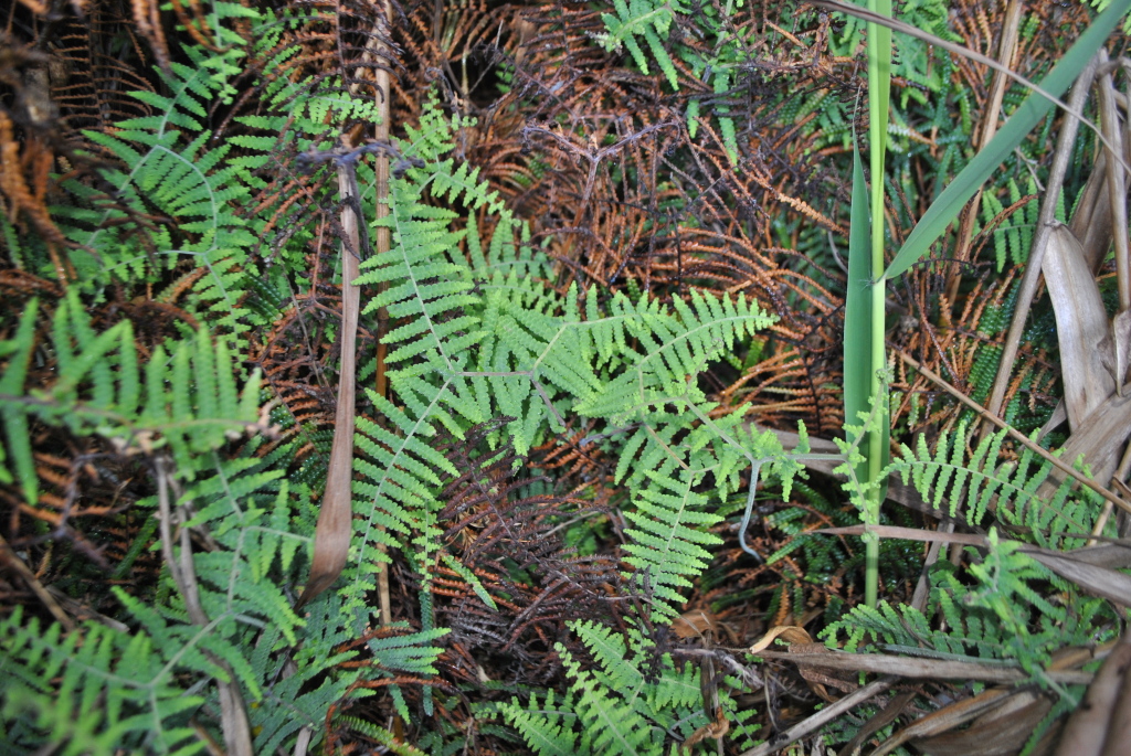 Gleichenia rupestris (hero image)