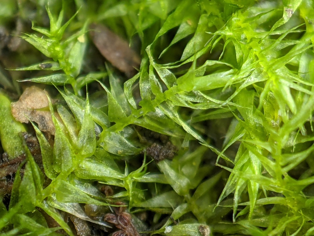 Leptodictyum riparium (hero image)