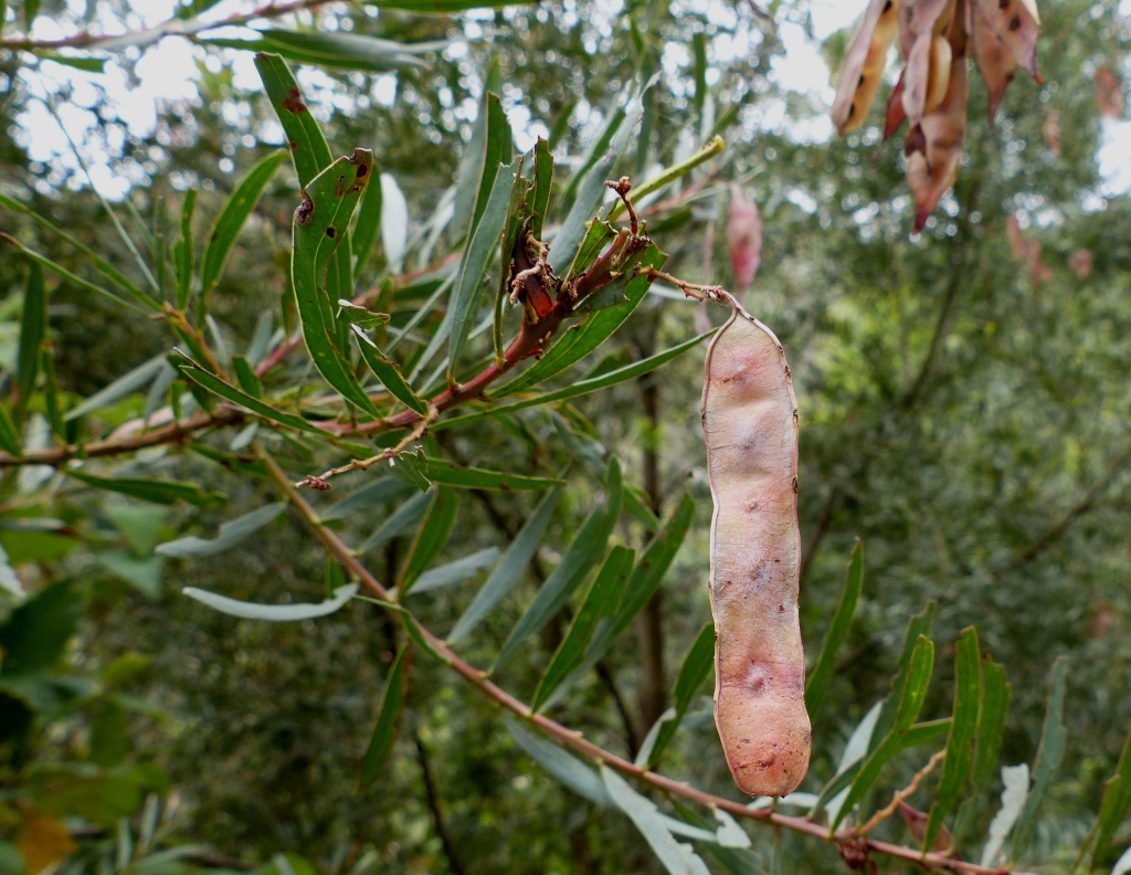 Acacia kettlewelliae (hero image)