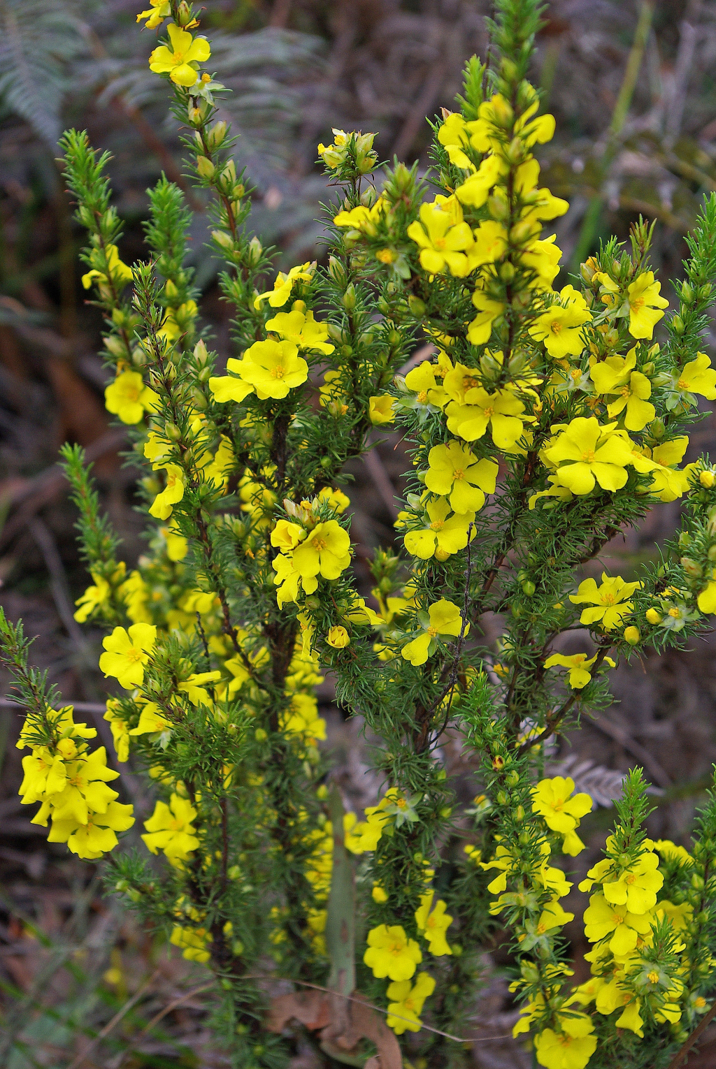 Hibbertia fasciculata var. prostrata (hero image)