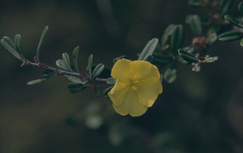 Hibbertia monogyna (hero image)