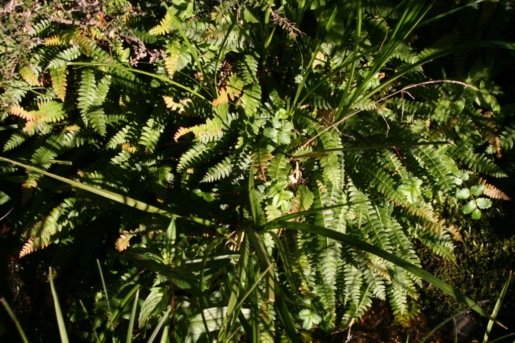 Blechnum penna-marina subsp. alpina (hero image)