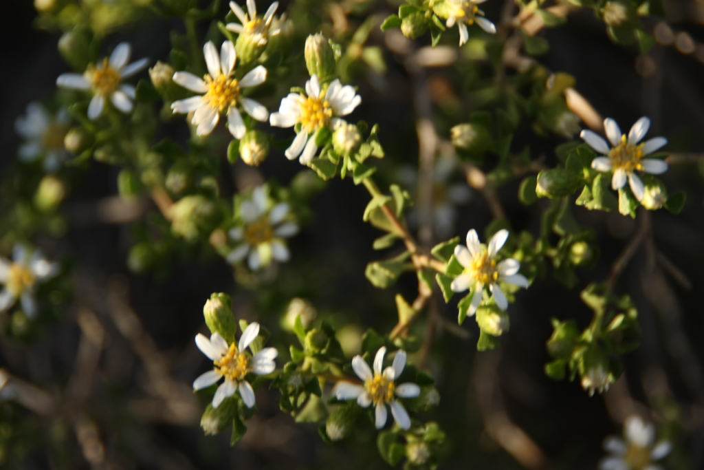 Olearia calcarea (hero image)