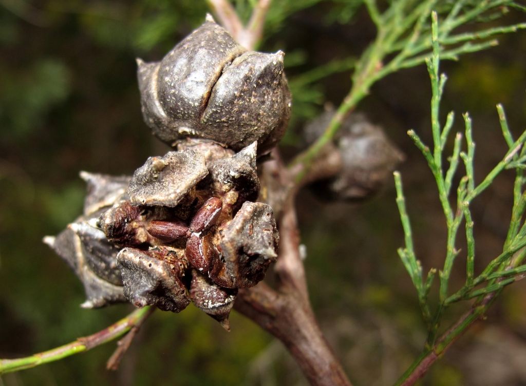 Callitris rhomboidea (hero image)