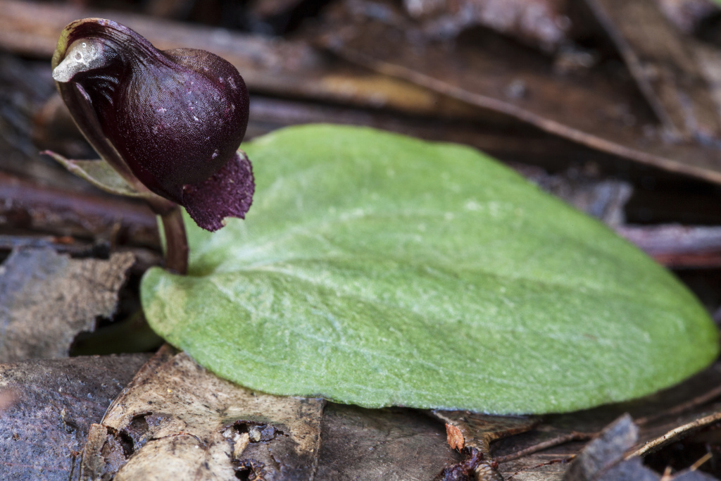 Corybas unguiculatus (hero image)