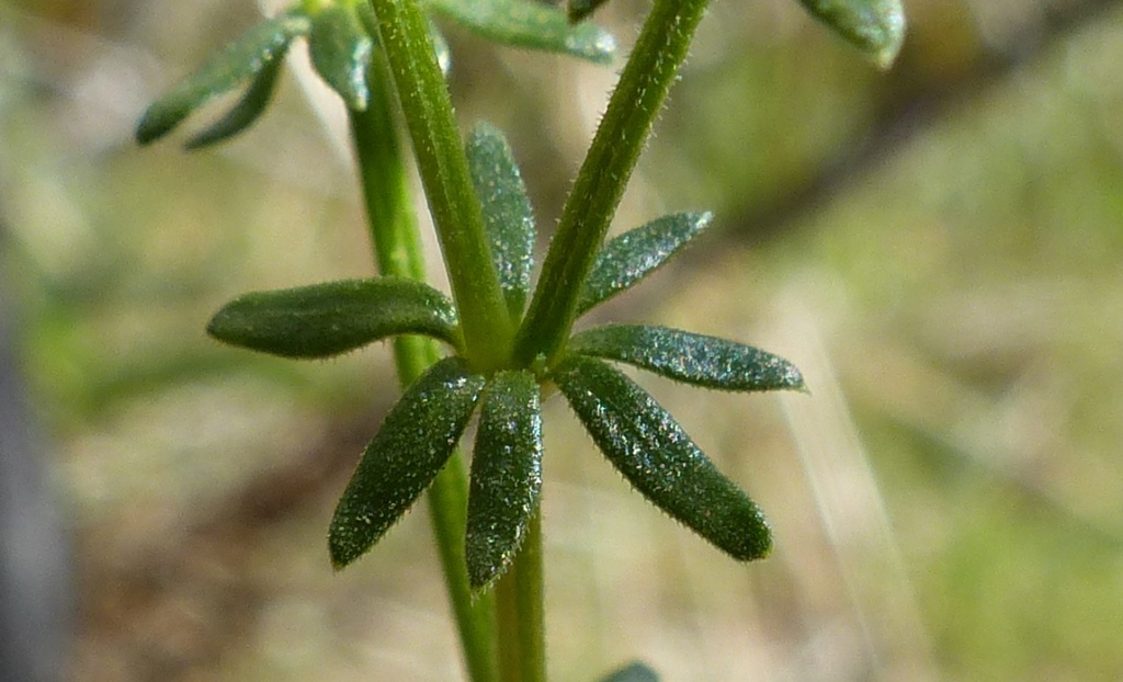 Asperula pusilla (hero image)