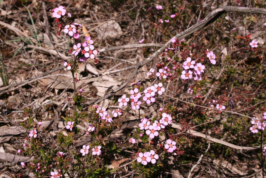 Euryomyrtus ramosissima subsp. ramosissima (hero image)