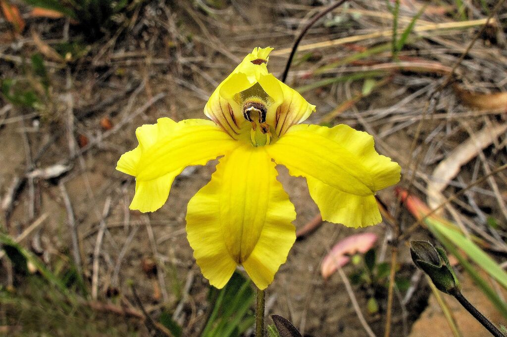 Goodenia paradoxa (hero image)