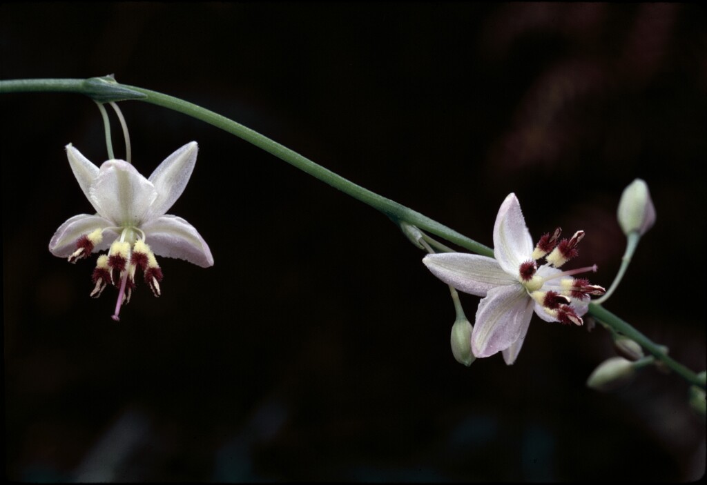 Arthropodium milleflorum (hero image)