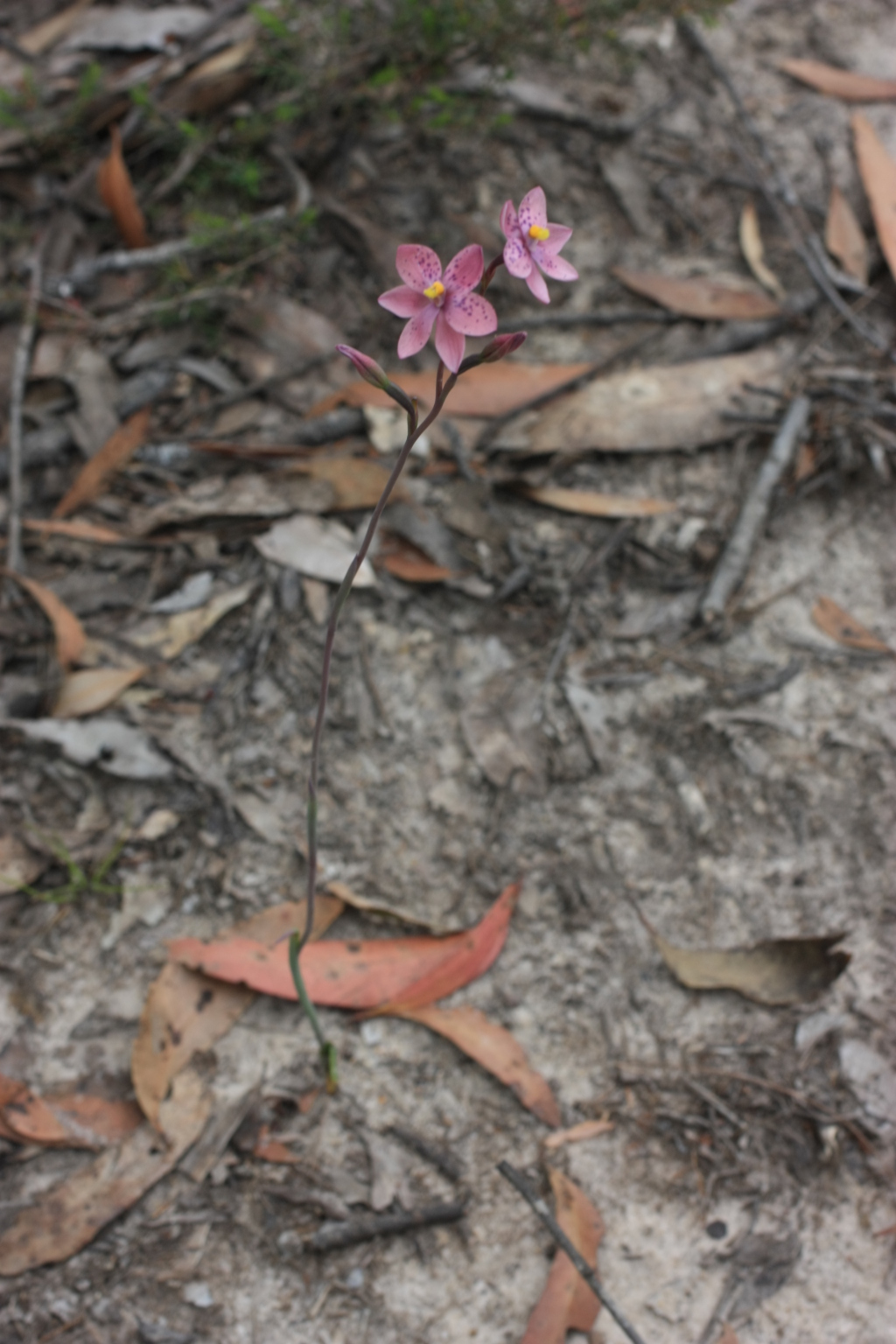 Thelymitra ×irregularis (hero image)