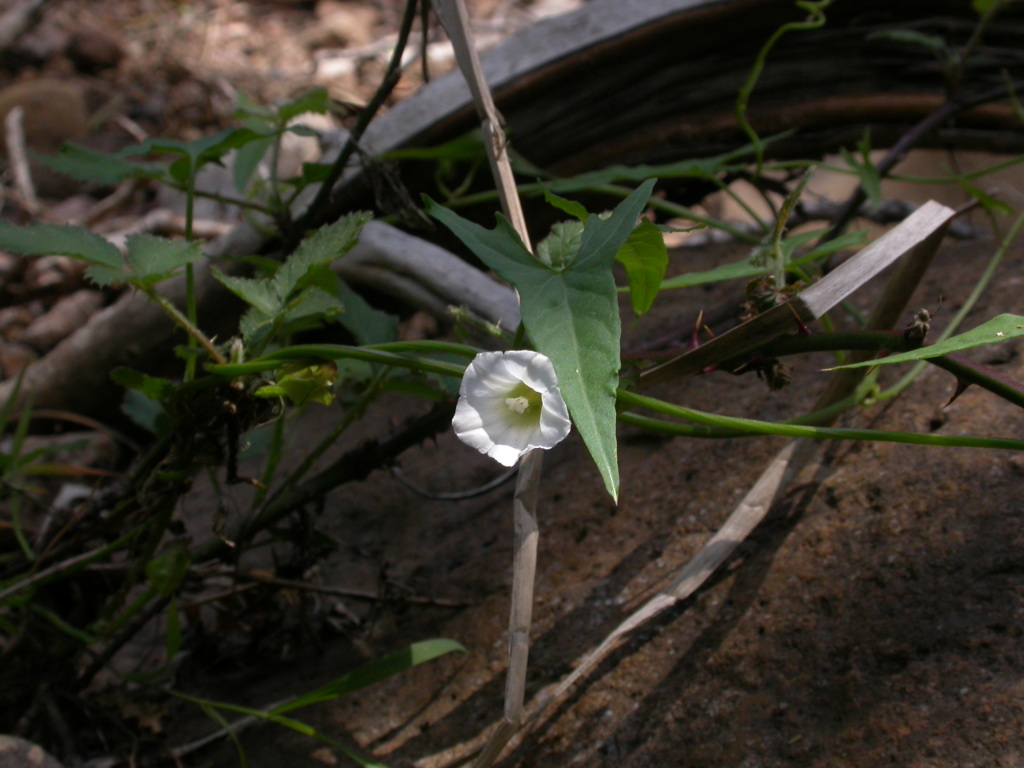 Calystegia marginata (hero image)