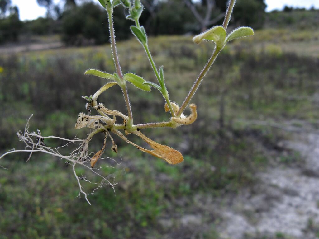 Cerastium diffusum (hero image)