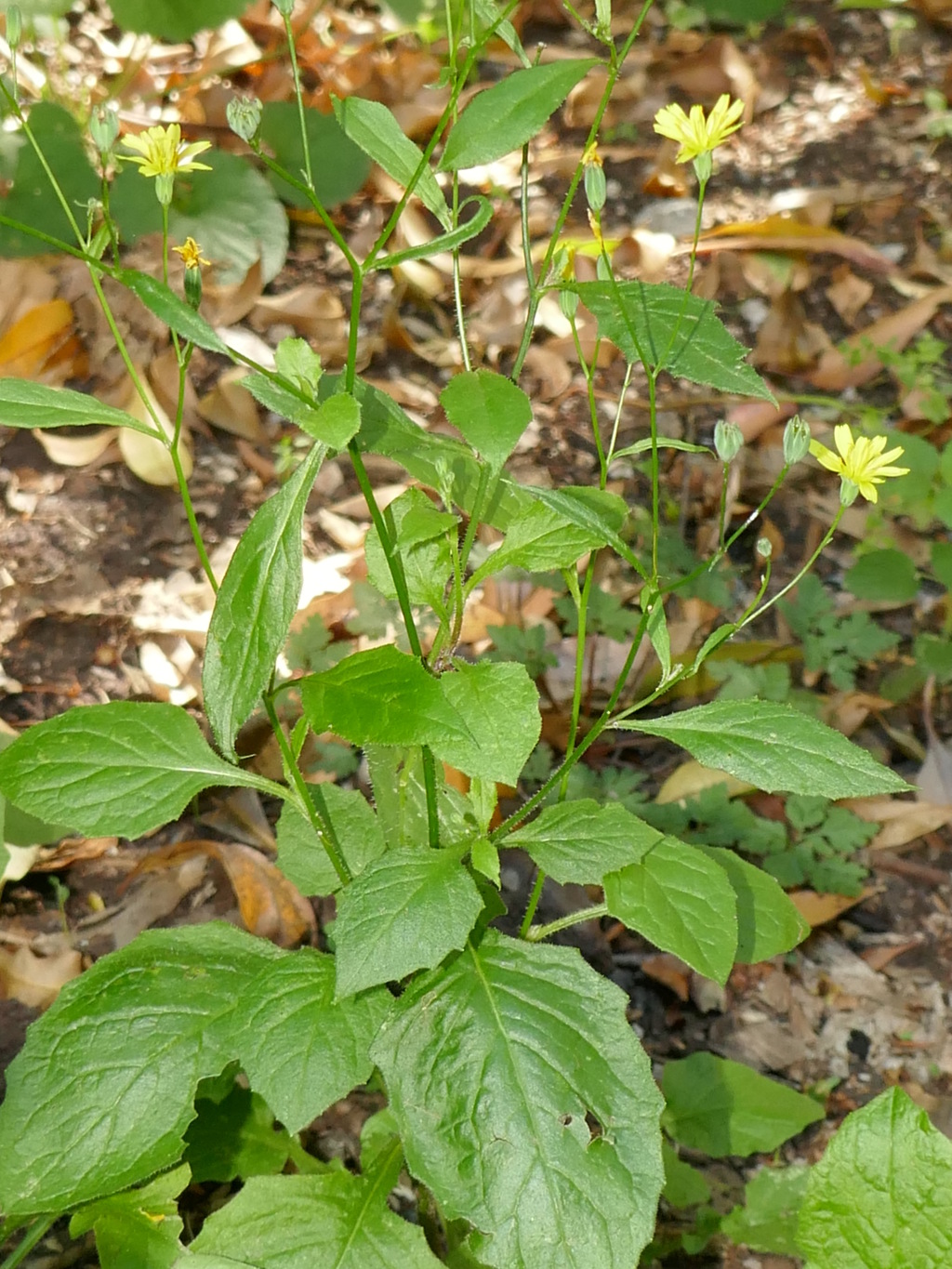 Lapsana communis subsp. communis (hero image)