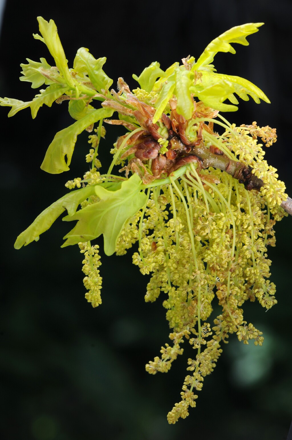 Quercus (hero image)