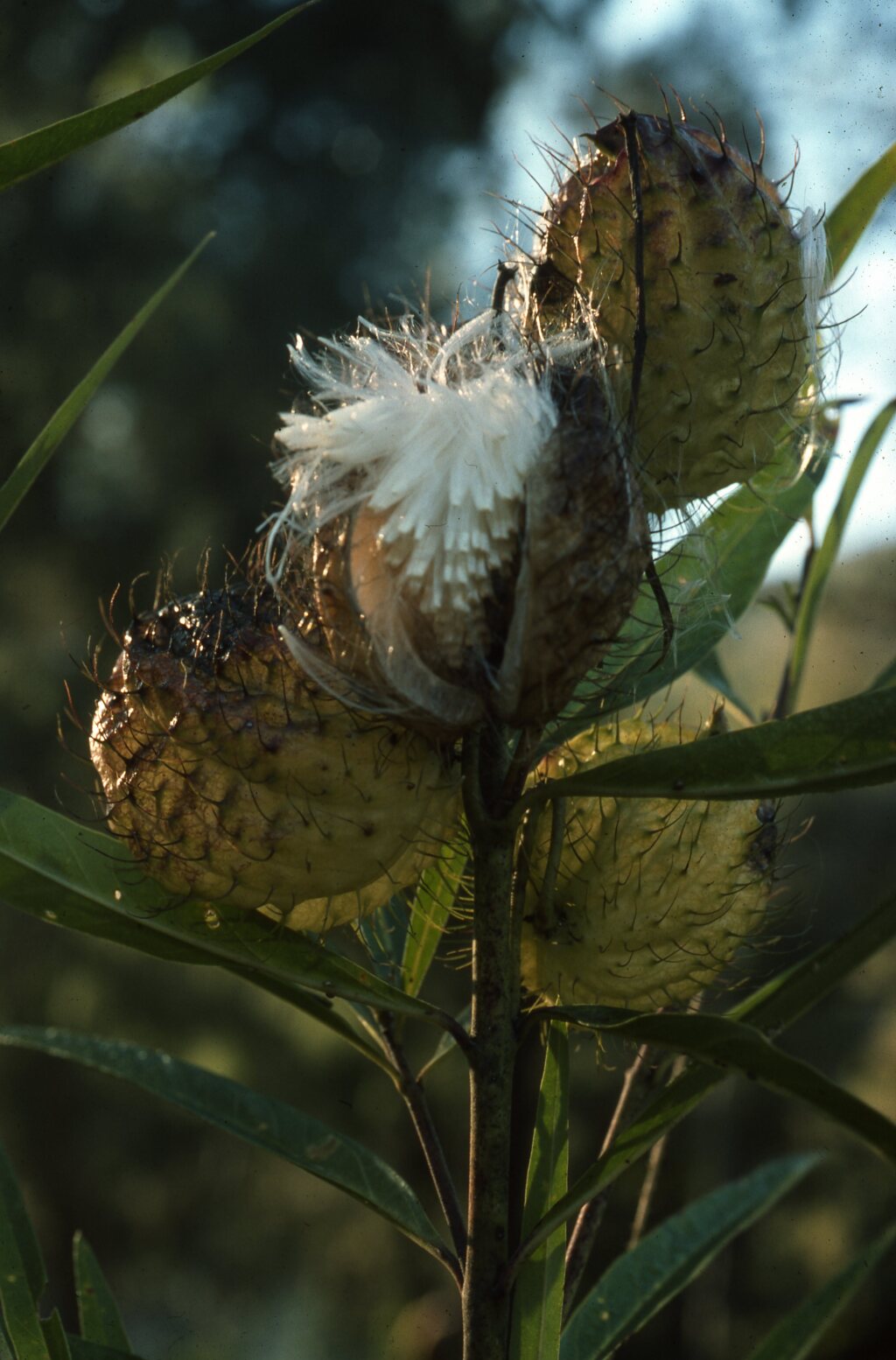 Gomphocarpus physocarpus (hero image)