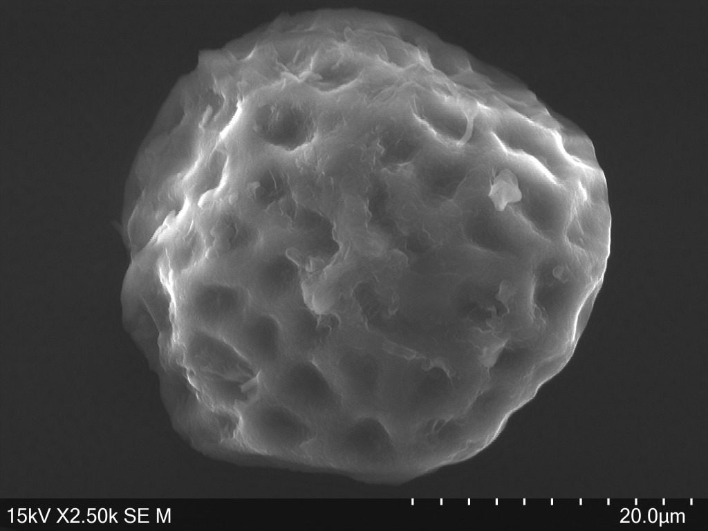 Fossombronia (hero image)