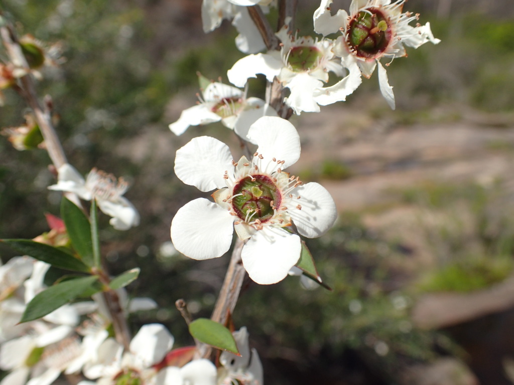 Leptospermum scoparium (hero image)