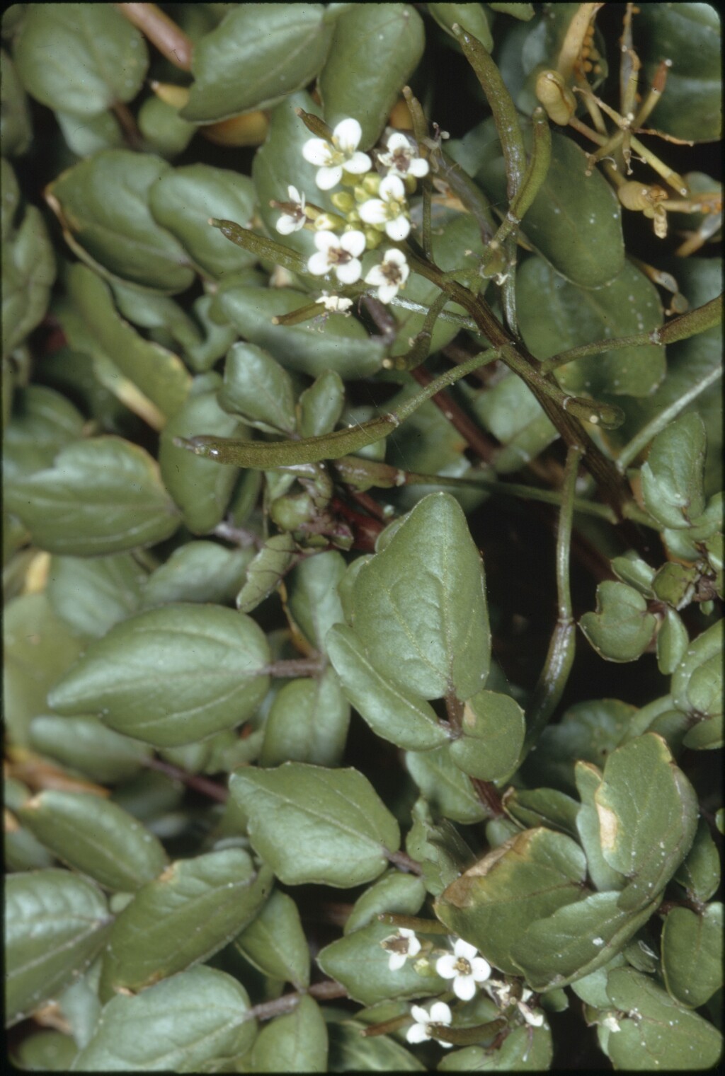 Nasturtium (hero image)