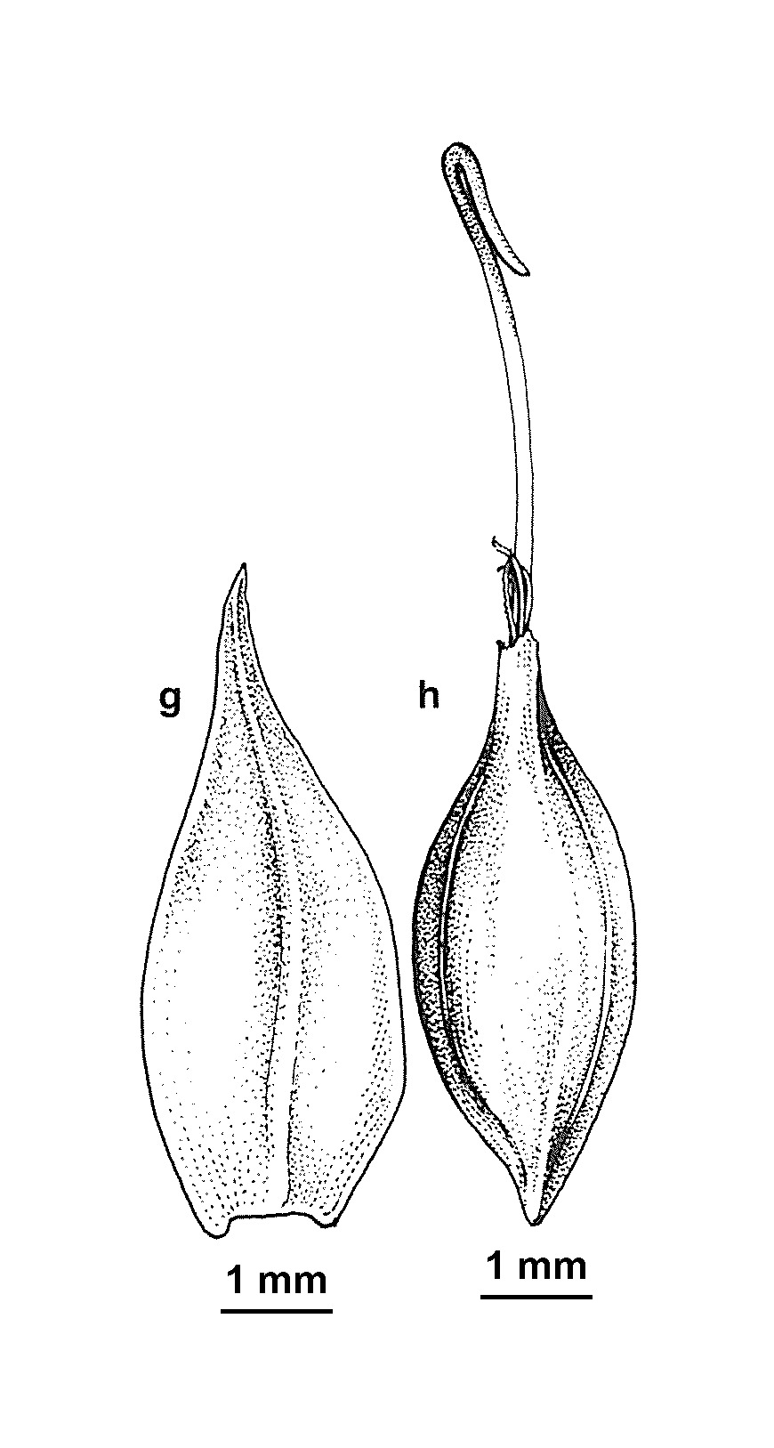 Carex austrosulcata (hero image)