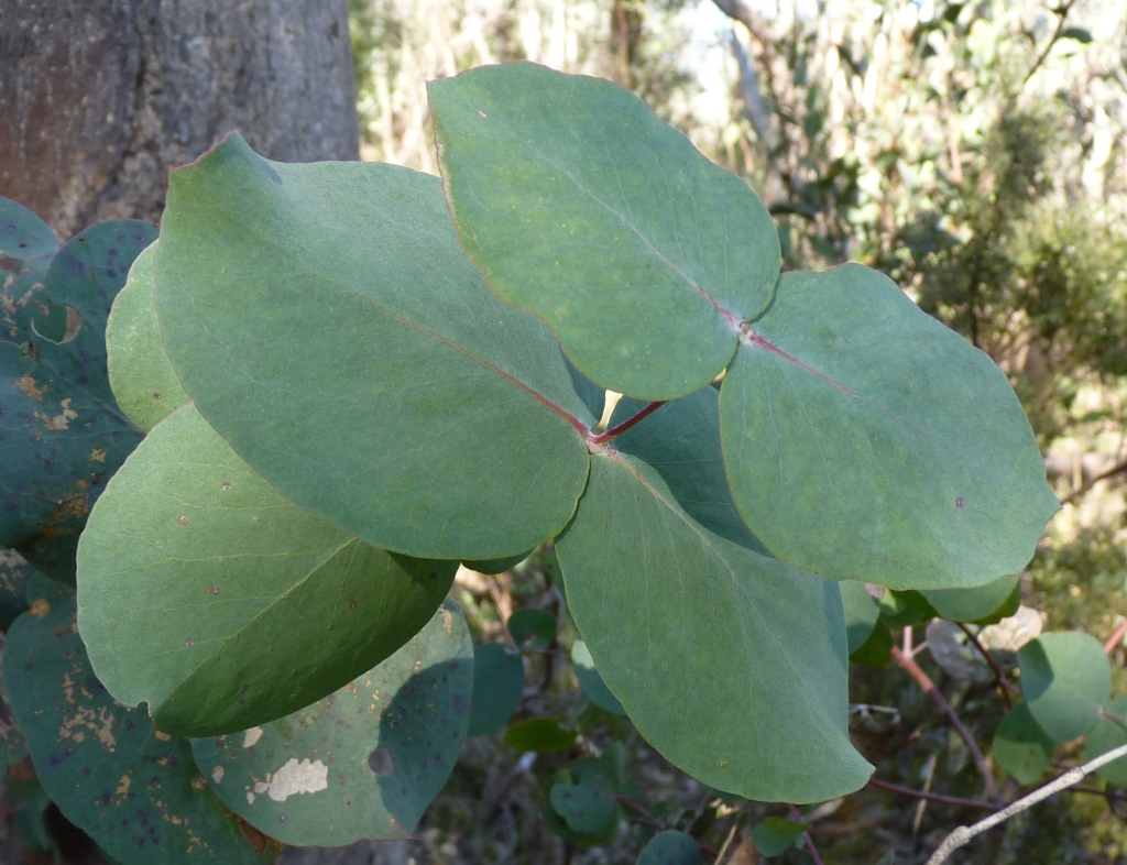 Eucalyptus goniocalyx subsp. goniocalyx (hero image)