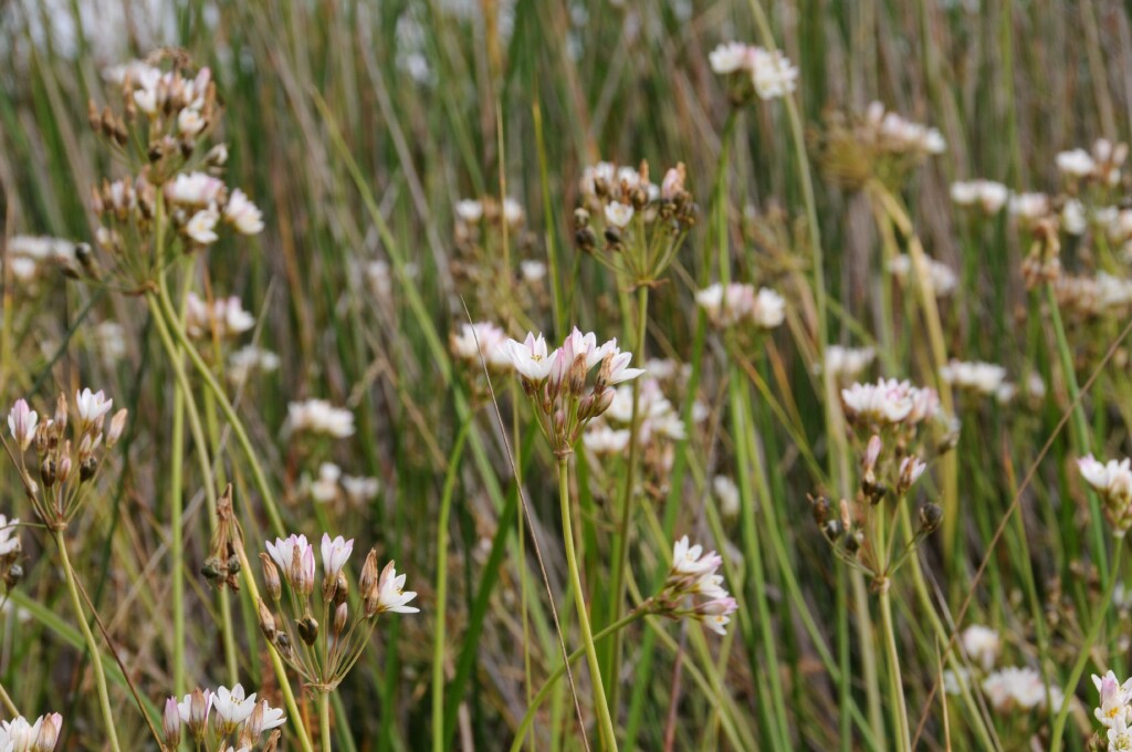 Nothoscordum borbonicum (hero image)