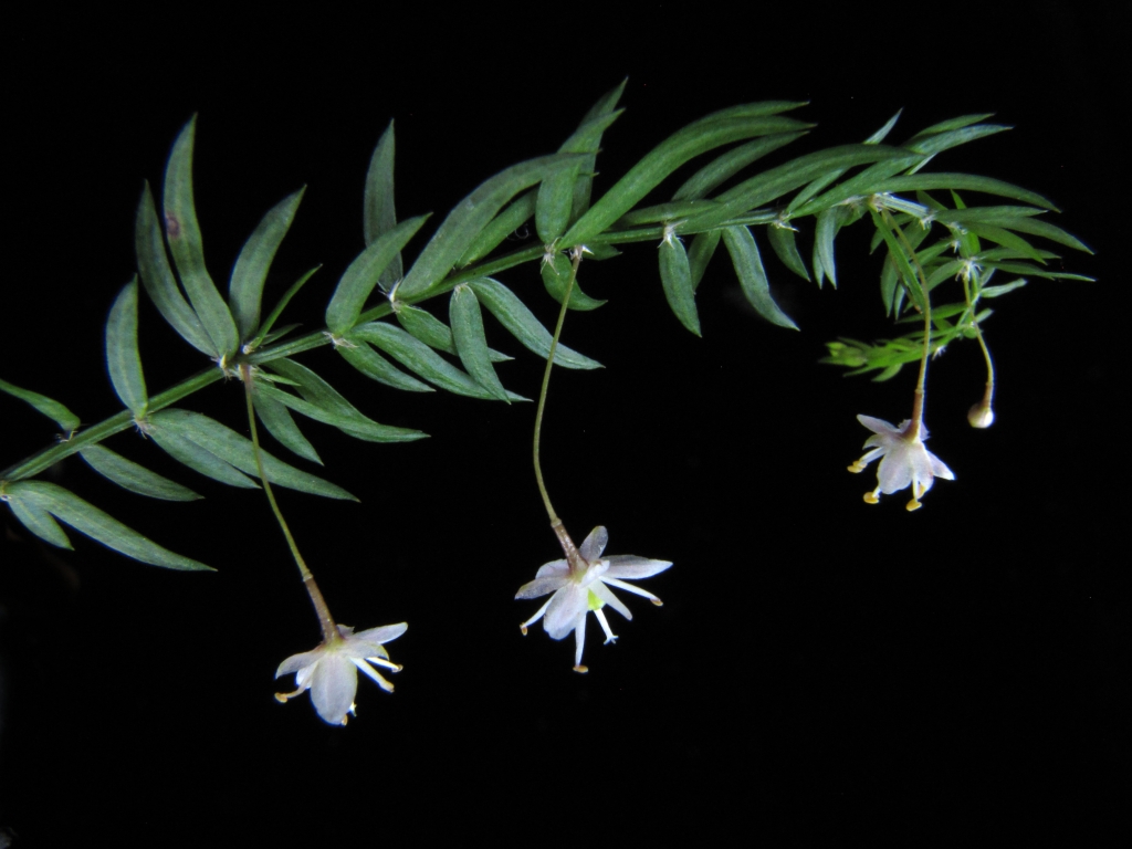 Asparagus scandens (hero image)